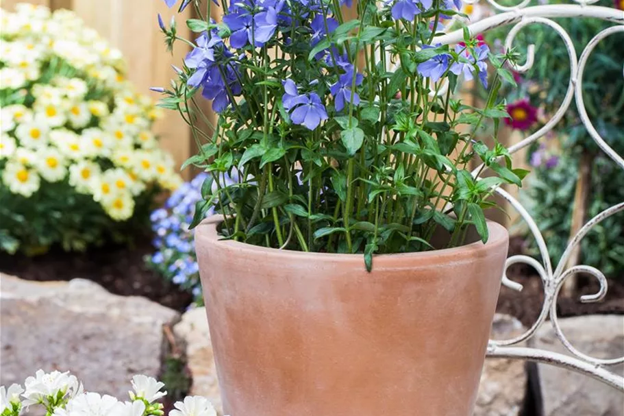 Phlox divaricata 'Blue Moon' 9 x 9 cm Topf 0,5 Liter 