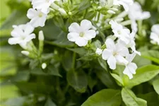 Phlox paniculata 'Adessa White' -R- 1 Liter Topf 