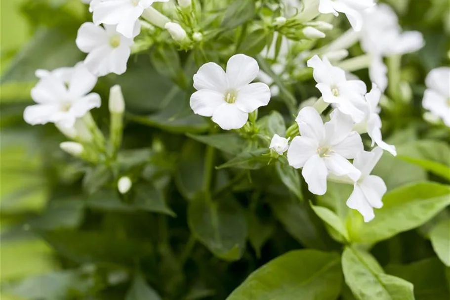 Phlox paniculata 'Adessa White' -R- 1 Liter Topf 