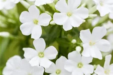 Phlox paniculata 'Adessa White' -R- 1 Liter Topf 