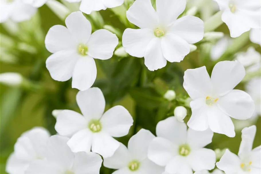 Phlox paniculata 'Adessa White' -R- 1 Liter Topf 