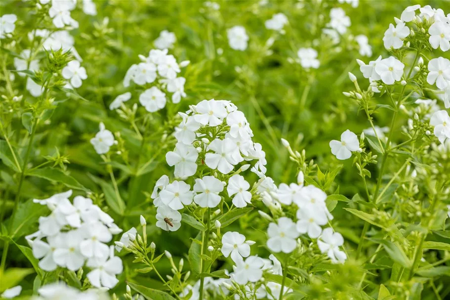 Phlox paniculata 'Pax' 1 Liter Topf 