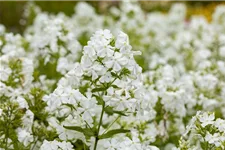 Phlox paniculata 'Pax' 1 Liter Topf 