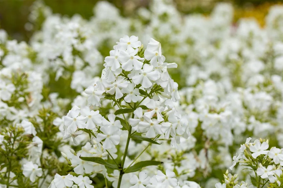 Phlox paniculata 'Pax' 1 Liter Topf 