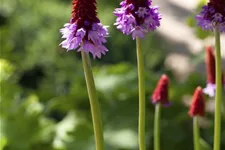 Primula vialii (littonia) 9 x 9 cm Topf 0,5 Liter 