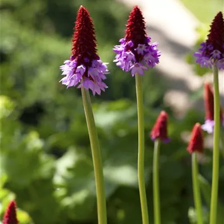 Primula vialii (littonia)