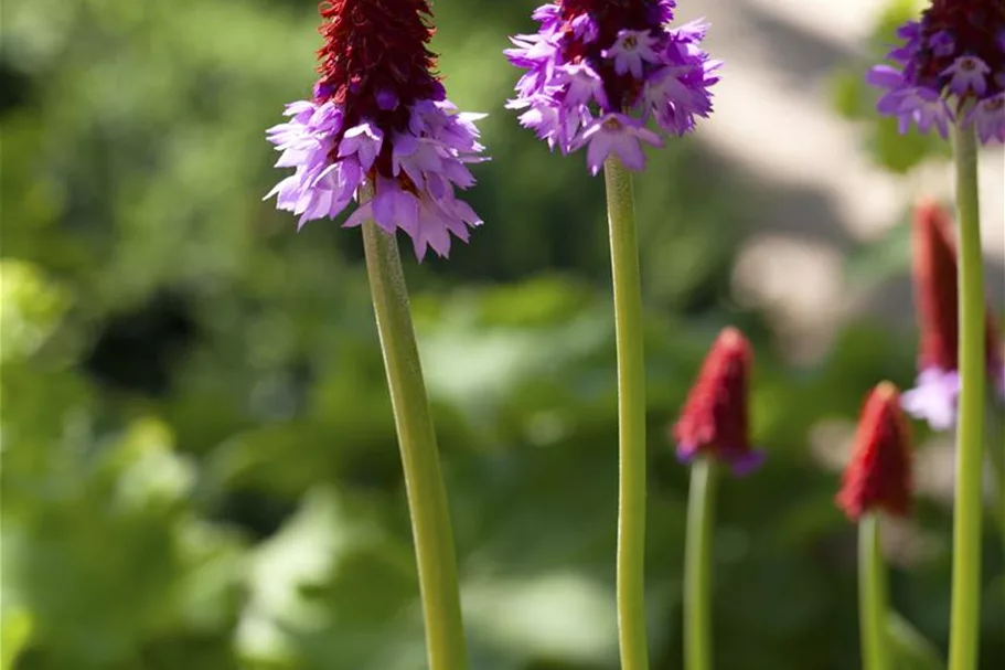 Primula vialii (littonia) 9 x 9 cm Topf 0,5 Liter 