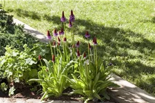 Primula vialii (littonia) 9 x 9 cm Topf 0,5 Liter 