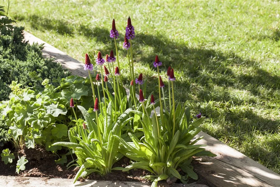 Primula vialii (littonia) 9 x 9 cm Topf 0,5 Liter 