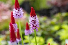 Primula vialii (littonia) 9 x 9 cm Topf 0,5 Liter 