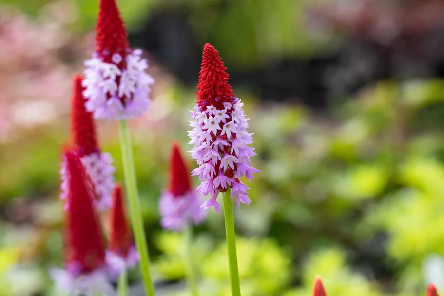 Primula vialii (littonia) 9 x 9 cm Topf 0,5 Liter 