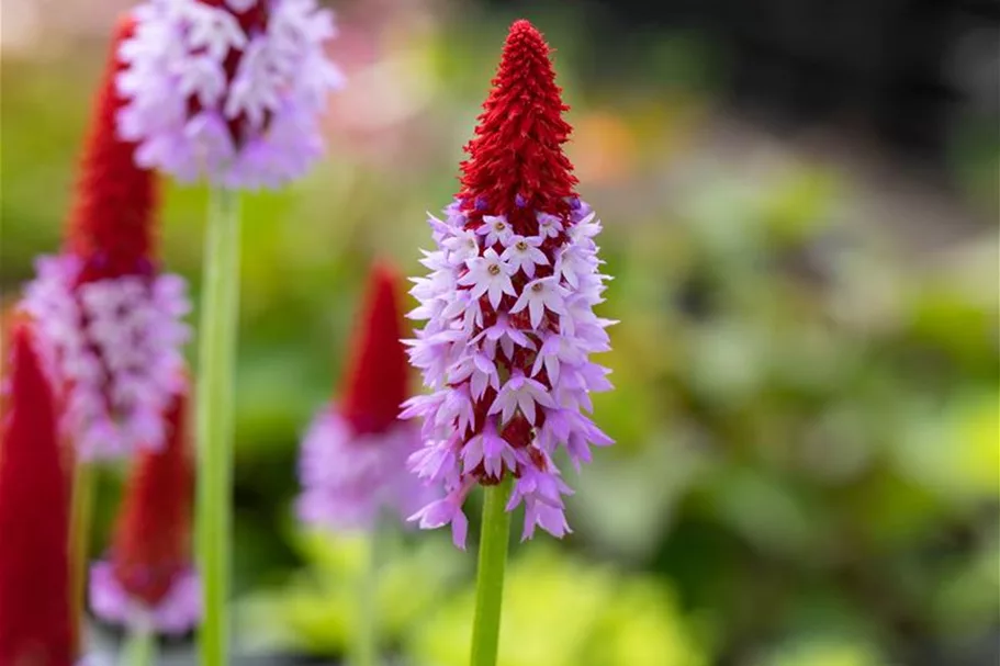 Primula vialii (littonia) 9 x 9 cm Topf 0,5 Liter 