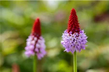 Primula vialii (littonia) 9 x 9 cm Topf 0,5 Liter 