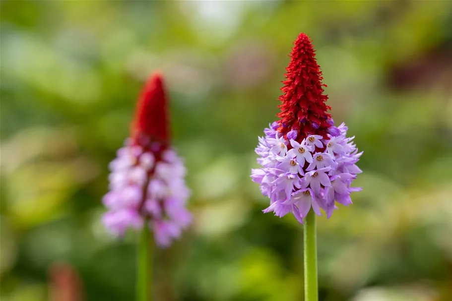 Primula vialii (littonia) 9 x 9 cm Topf 0,5 Liter 