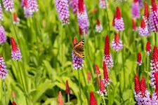 Primula vialii (littonia) 9 x 9 cm Topf 0,5 Liter 