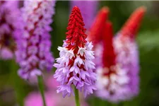 Primula vialii (littonia) 9 x 9 cm Topf 0,5 Liter 