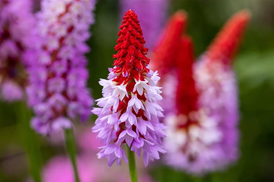 Primula vialii (littonia) 9 x 9 cm Topf 0,5 Liter 