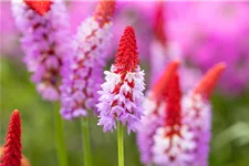 Primula vialii (littonia) 9 x 9 cm Topf 0,5 Liter 