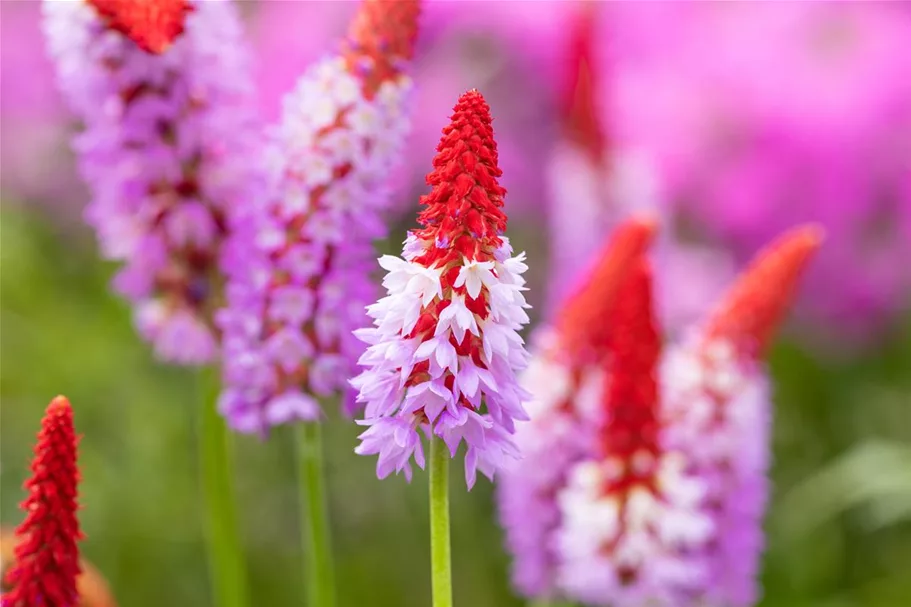 Primula vialii (littonia) 9 x 9 cm Topf 0,5 Liter 