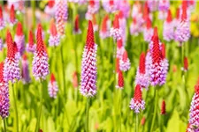 Primula vialii (littonia) 9 x 9 cm Topf 0,5 Liter 