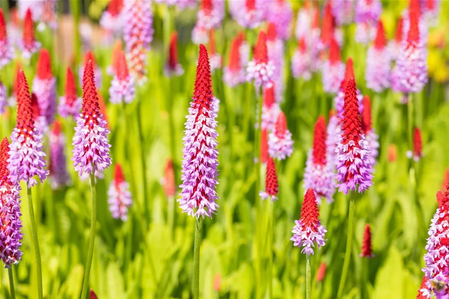 Primula vialii (littonia) 9 x 9 cm Topf 0,5 Liter 