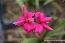 Rhodohypoxis baurii 'Tetra Red' 9 x 9 cm Topf 0,5 Liter 