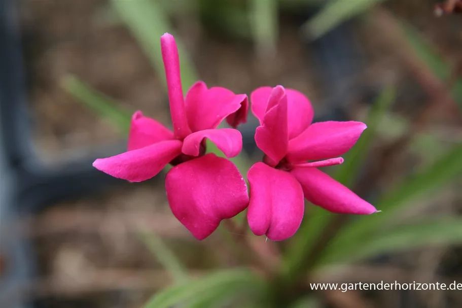 Rhodohypoxis baurii 'Tetra Red' 9 x 9 cm Topf 0,5 Liter 