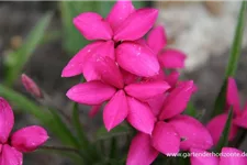 Rhodohypoxis baurii 'Tetra Red' 9 x 9 cm Topf 0,5 Liter 