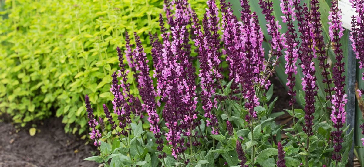 Salvia nemorosa 'Rosakönigin' 9 x 9 cm Topf 0,5 Liter 