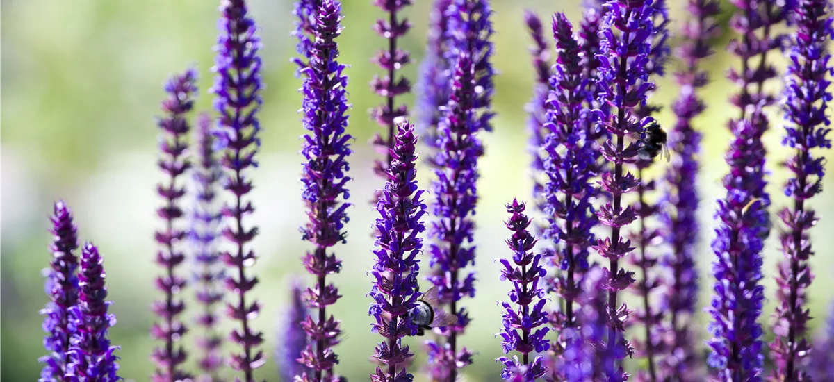 Salvia nemorosa 'Sensation Deep Blue' -R- 9 x 9 cm Topf 0,5 Liter 