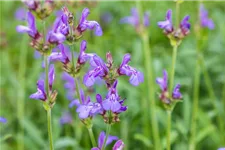 Salvia officinalis 'Grete Stölzle' 9 x 9 cm Topf 0,5 Liter 