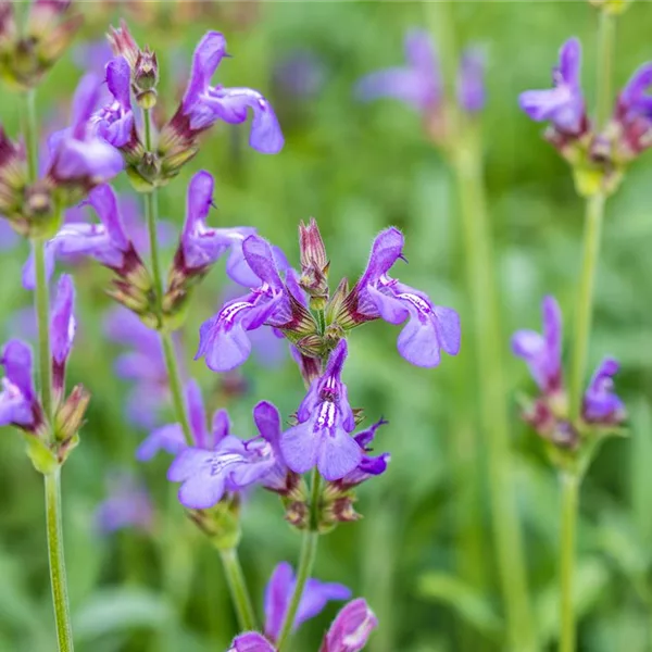 Salvia officinalis 'Grete Stölzle'