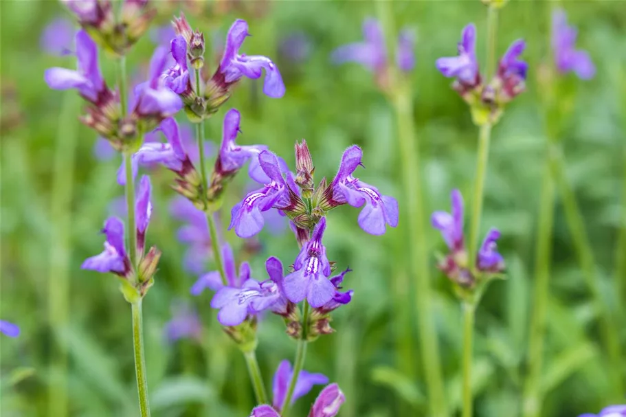 Salvia officinalis 'Grete Stölzle' 9 x 9 cm Topf 0,5 Liter 