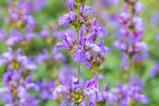 Salvia officinalis 'Grete Stölzle' 9 x 9 cm Topf 0,5 Liter 