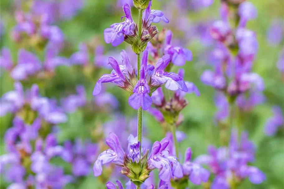 Salvia officinalis 'Grete Stölzle' 9 x 9 cm Topf 0,5 Liter 