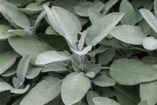 Salvia officinalis 'Growers Friend' 9 x 9 cm Topf 0,5 Liter 