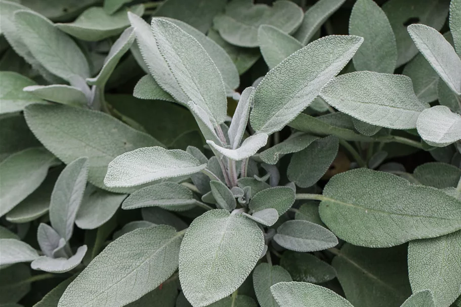 Salvia officinalis 'Growers Friend' 9 x 9 cm Topf 0,5 Liter 