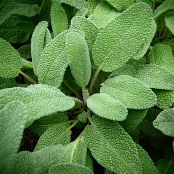 Salvia officinalis 'Growers Friend'