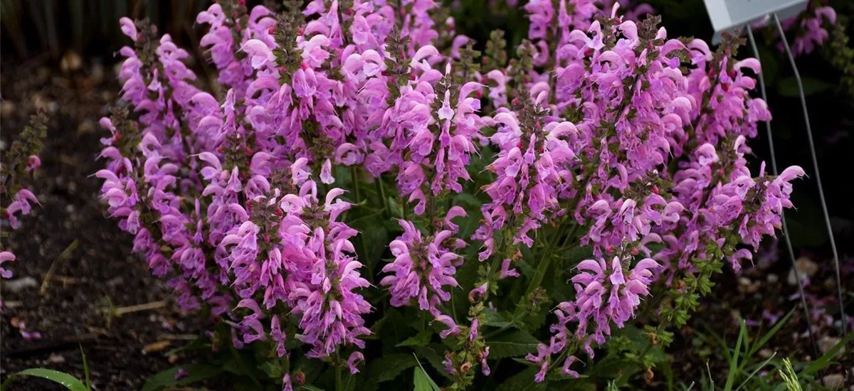 Salvia pratensis Fash. 'Pretty in Pink' -R- 1 Liter Topf 