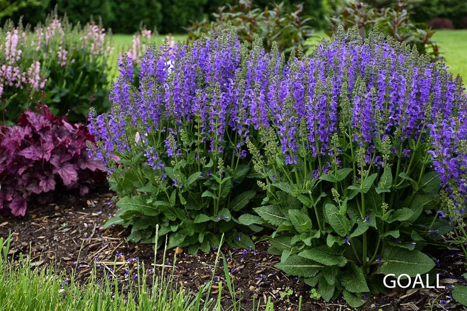 Salvia pratensis Fash. 'Midnight Model' -R- 1 Liter Topf 