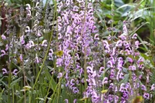 Salvia pratensis 'Rose Rhapsody' 9 x 9 cm Topf 0,5 Liter 