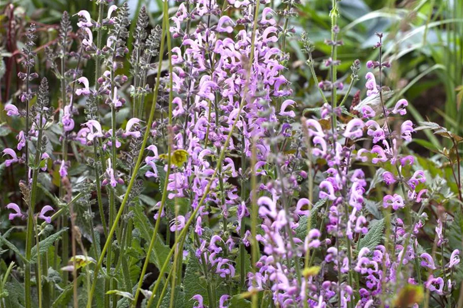 Salvia pratensis 'Rose Rhapsody' 9 x 9 cm Topf 0,5 Liter 