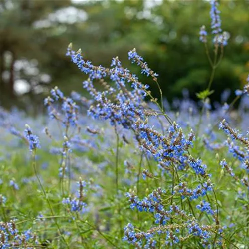 Salvia uliginosa