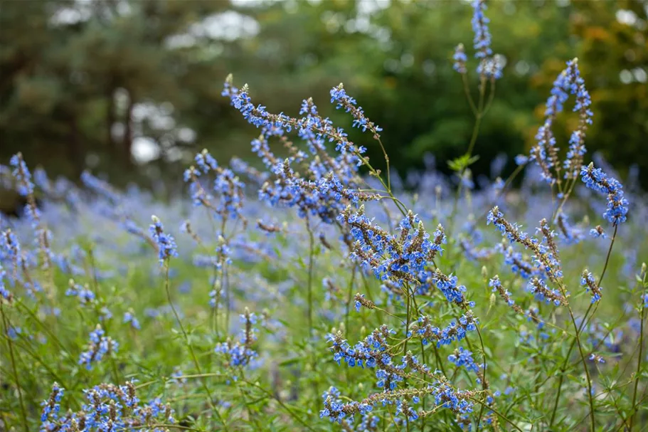 Salvia uliginosa 1 Liter Topf 