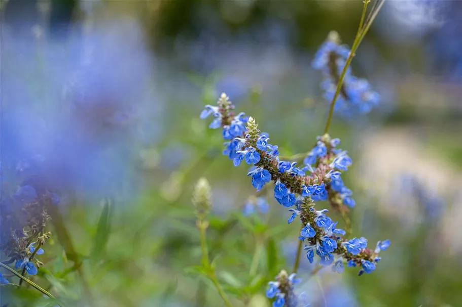 Salvia uliginosa 1 Liter Topf 