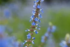 Salvia uliginosa 1 Liter Topf 