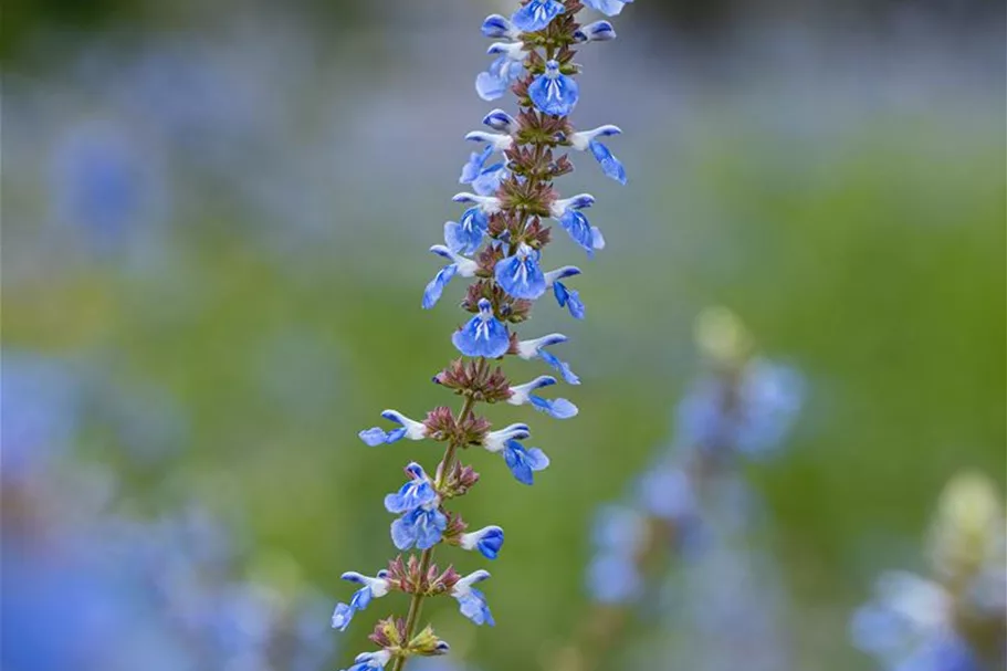 Salvia uliginosa 1 Liter Topf 