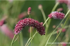 Sanguisorba tenuifolia 'Pink Elephant' 9 x 9 cm Topf 0,5 Liter 