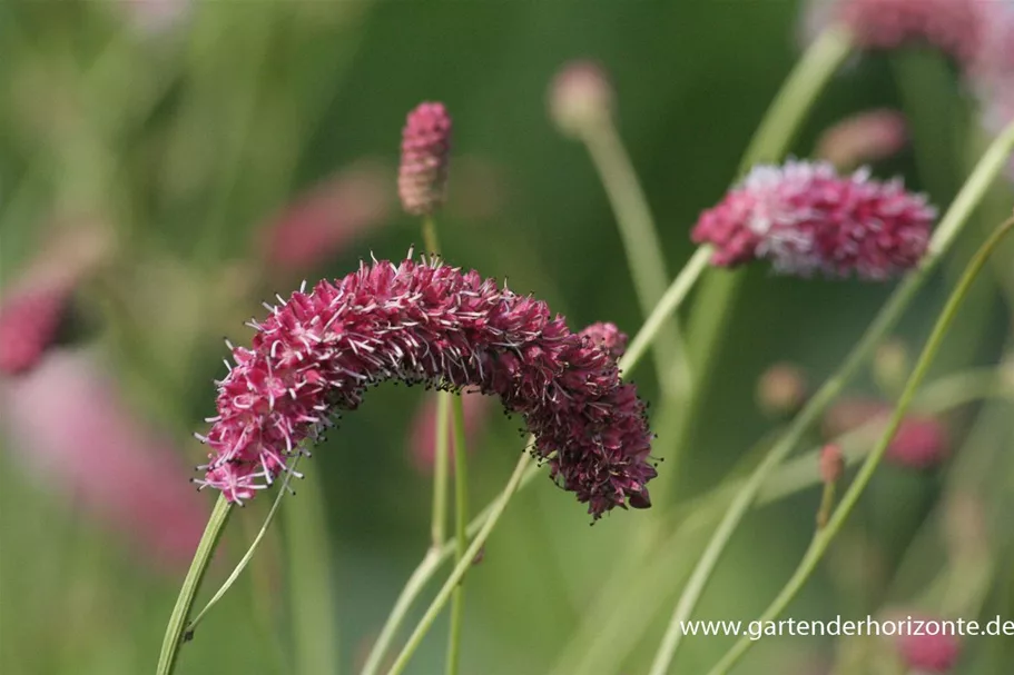 Sanguisorba tenuifolia 'Pink Elephant' 9 x 9 cm Topf 0,5 Liter 