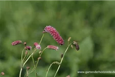 Sanguisorba tenuifolia 'Pink Elephant' 9 x 9 cm Topf 0,5 Liter 